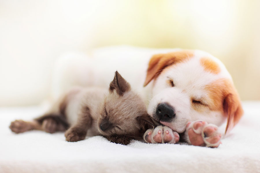 子犬・子猫をゆずる会