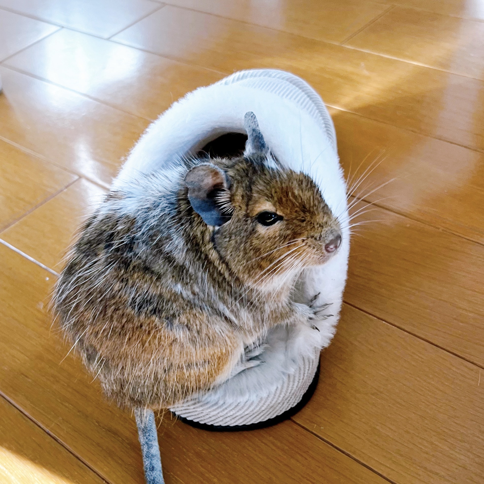 ㉖市井彩花