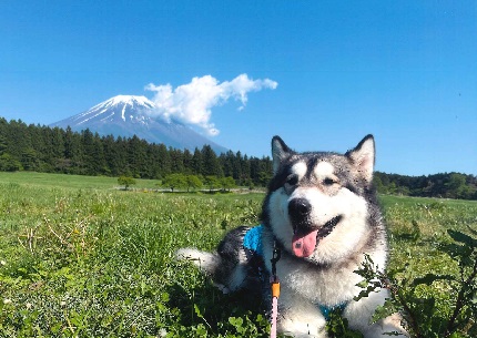 藤井さくら