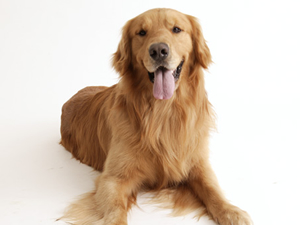 成犬