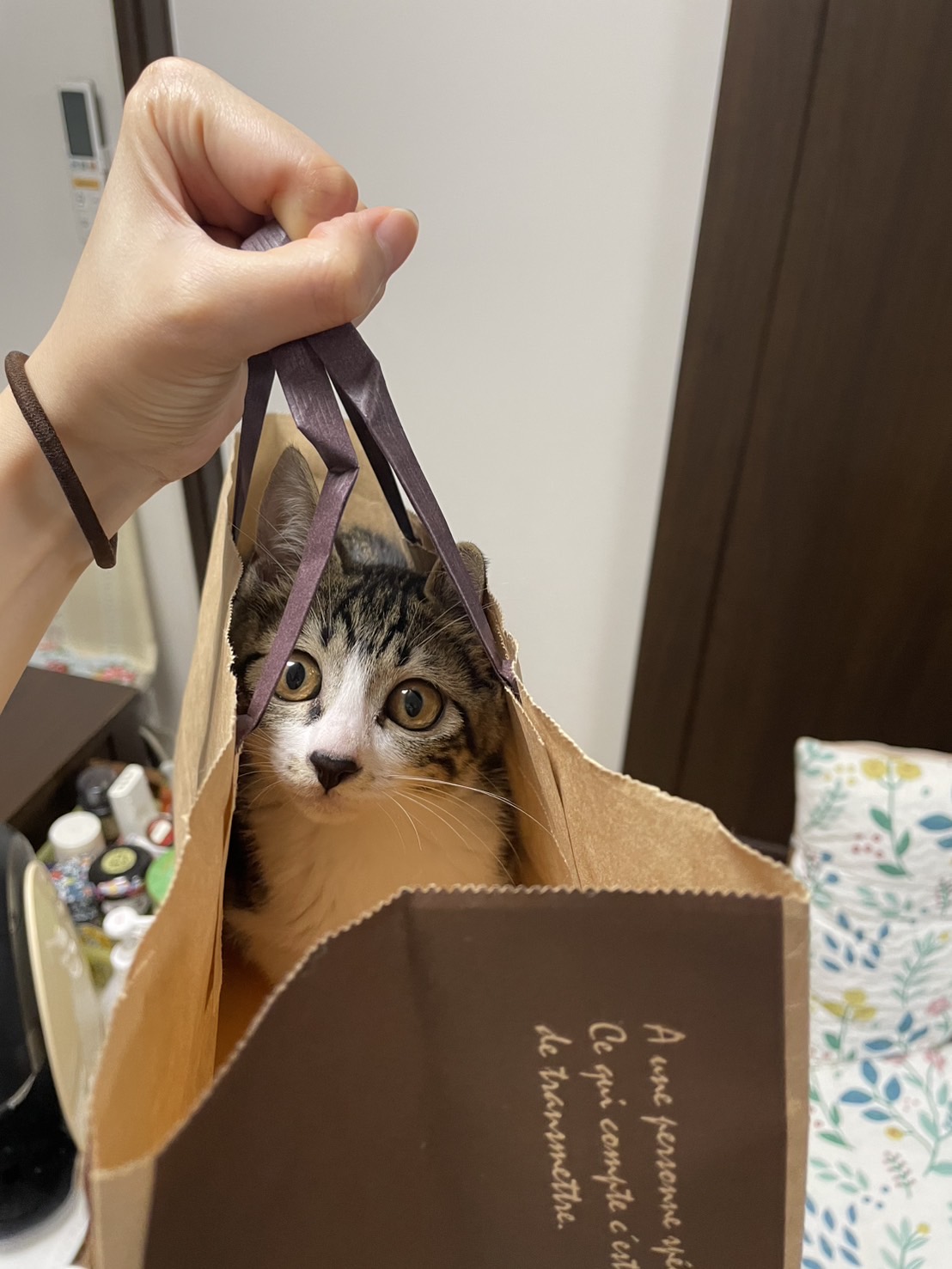 ㊱【銀賞】今井雅世　紙袋が大好きなごうくん